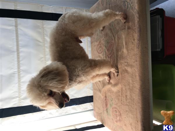 a poodle dog lying on a tree