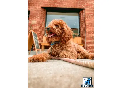 a poodle dog lying on a blanket