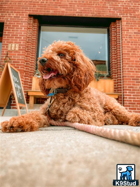 a poodle dog lying on a blanket