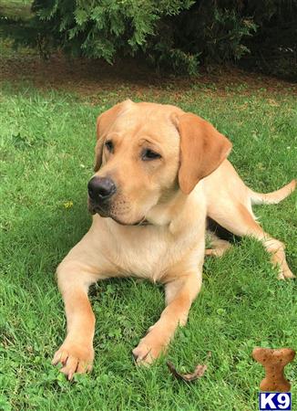 a labrador retriever puppy lying on grass