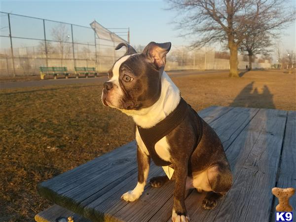 a boston terrier dog sitting on a bench