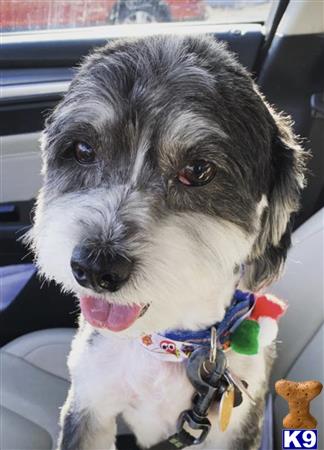 a havanese dog with its tongue out