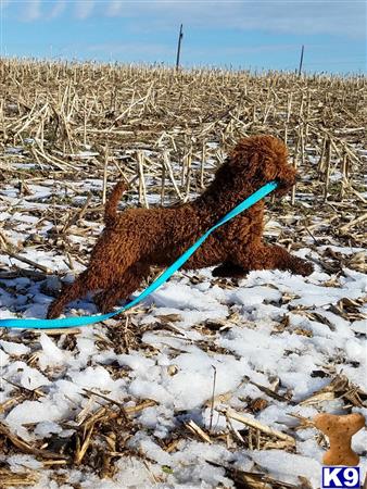 a poodle dog in a blue tube in a field of dry grass