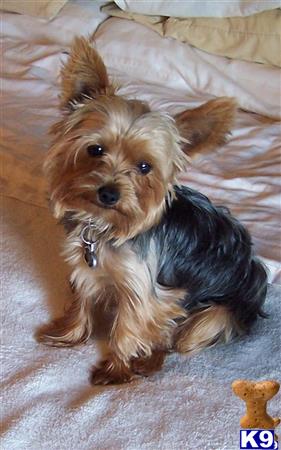 a yorkshire terrier dog sitting on a bed