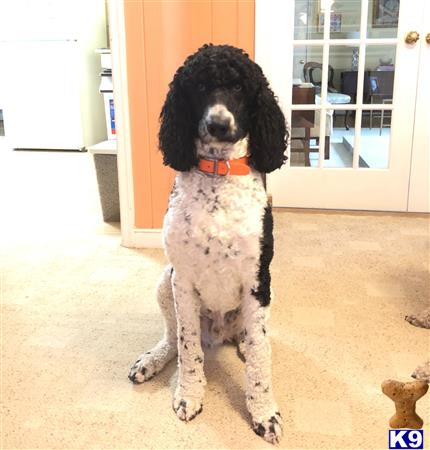 a poodle dog sitting on the floor