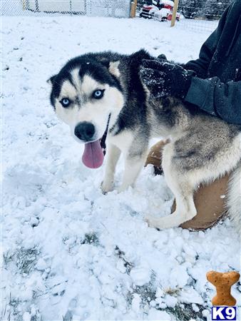 a siberian husky dog sitting in the snow