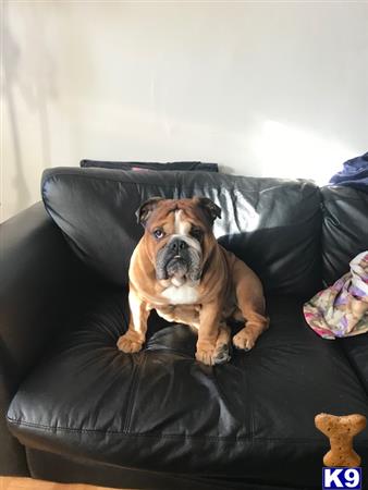 a english bulldog dog sitting on a couch