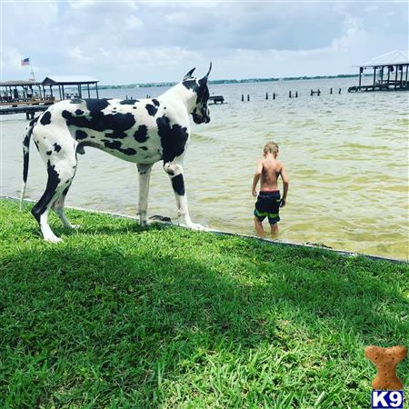 a boy standing next to a cow