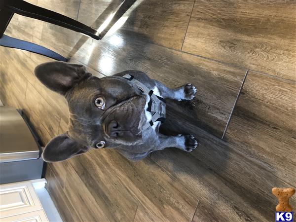 a french bulldog dog lying on the floor