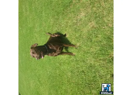 a labrador retriever dog lying on the grass