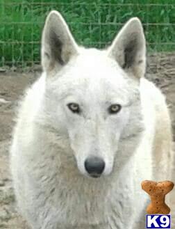 a white wolf dog dog with large ears