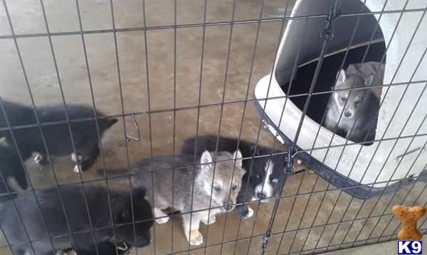 a group of wolf dog dogs in a cage