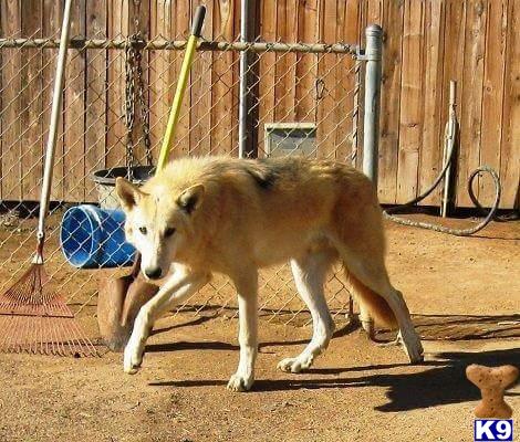 a wolf dog dog playing with a ball