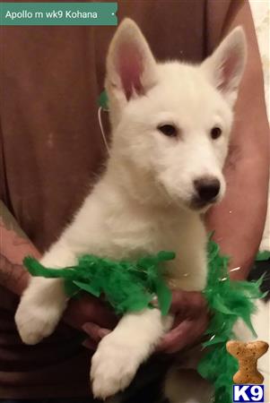 a white wolf dog dog with a green plant