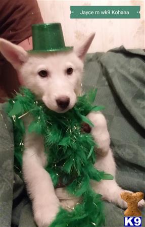 a wolf dog dog wearing a green hat