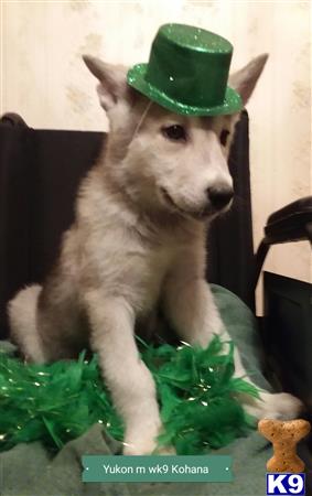 a wolf dog dog wearing a hat