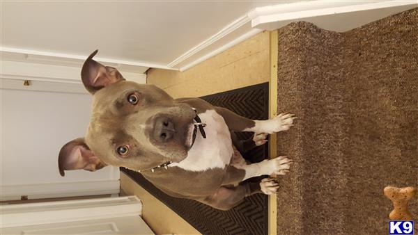 a american pit bull dog standing on a carpet