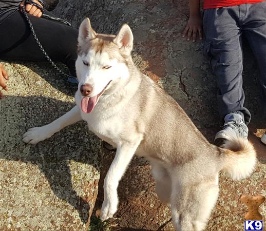 a siberian husky dog on a leash