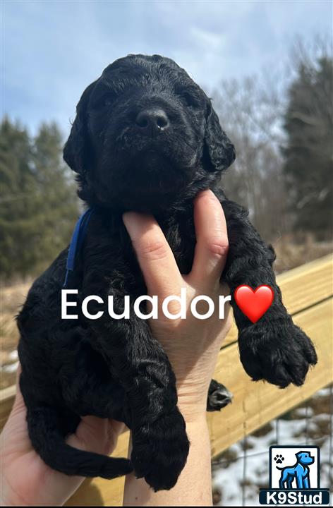 a person holding a goldendoodles dog