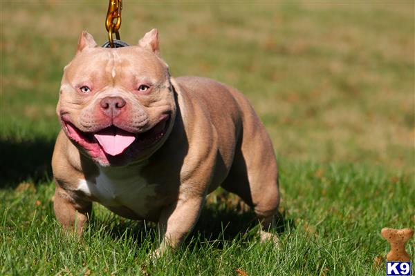 a american bully dog with a bell on its head