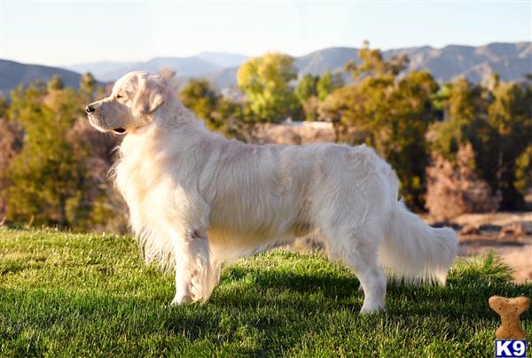 a golden retriever dog standing on grass