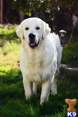 Golden Retriever Stud Dog: Jaks 2 Years old