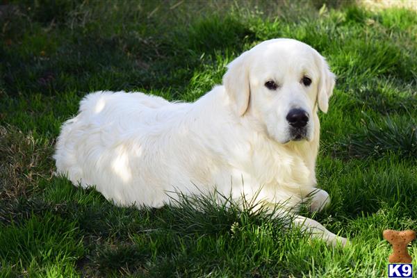 Golden Retriever Stud Dog: Jaks 4 Years old