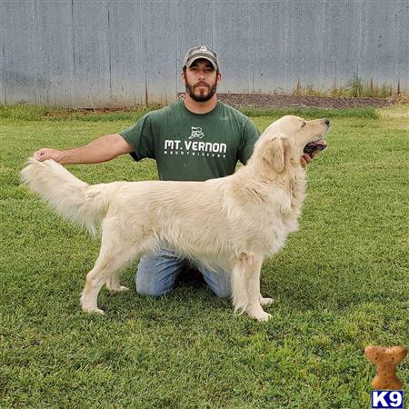 a person kneeling next to a golden retriever dog