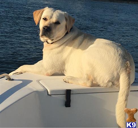 a labrador retriever dog on a boat