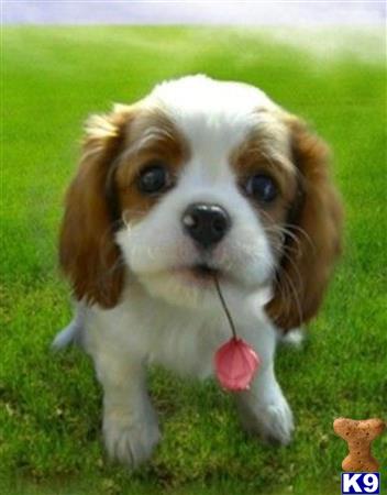a cavalier king charles spaniel dog with a ball in its mouth