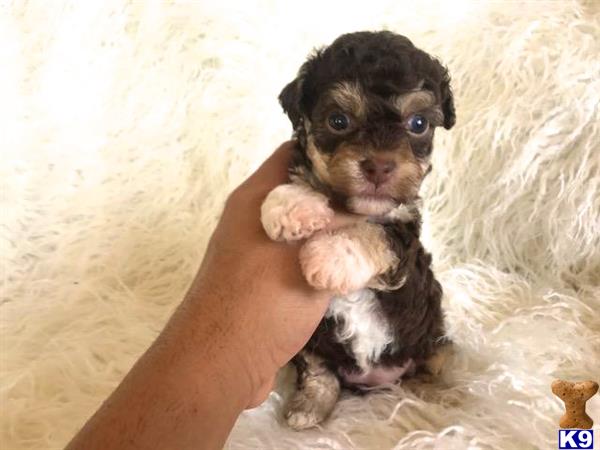 a person holding a maltipoo puppy