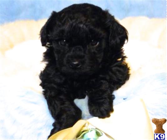 a black maltipoo puppy on a white surface