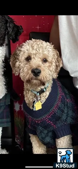 a cavapoo dog wearing a sweater