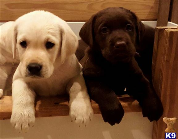 a couple of labrador retriever dogs