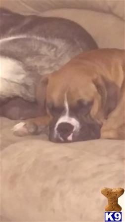 a boxer dog lying on a bed