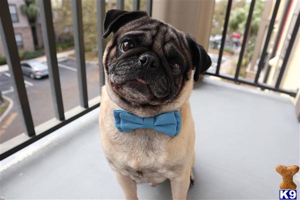 a pug dog wearing a bow tie