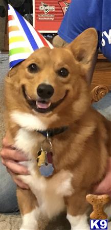 a pembroke welsh corgi dog wearing a party hat