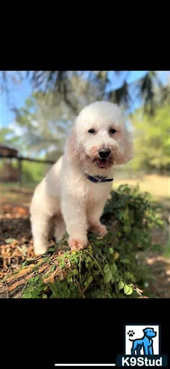 a white goldendoodles dog standing on a bush