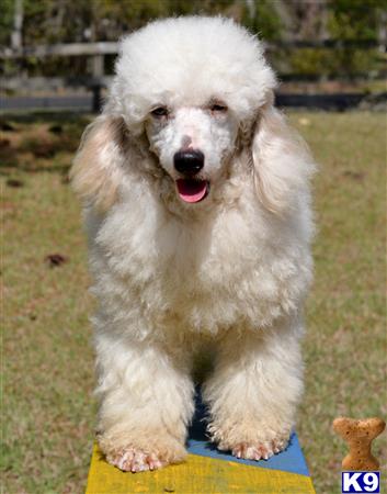 a poodle dog standing on a yellow object