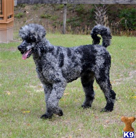 a poodle dog standing on grass