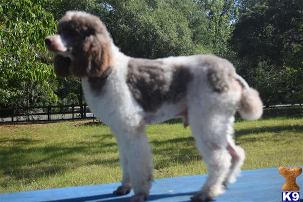 a poodle dog standing on a trampoline