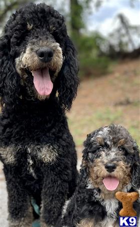 a couple of poodle dogs