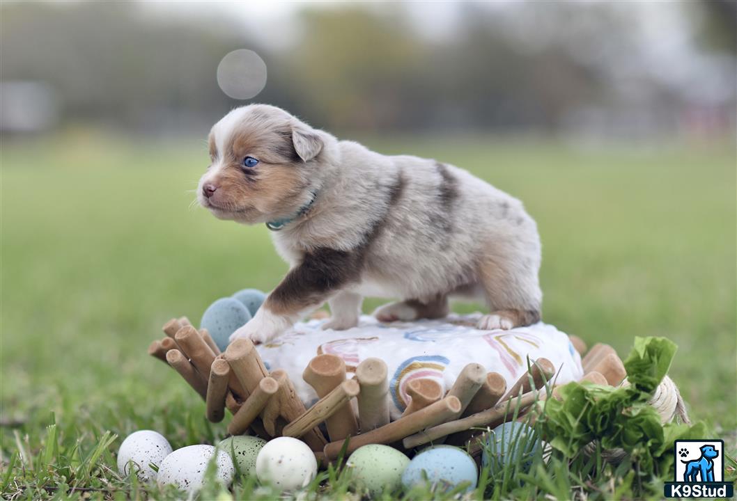 a miniature australian shepherd puppy playing with eggs