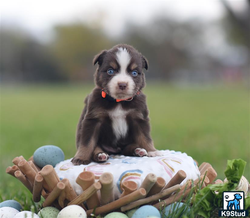 a miniature australian shepherd dog sitting in a basket of eggs