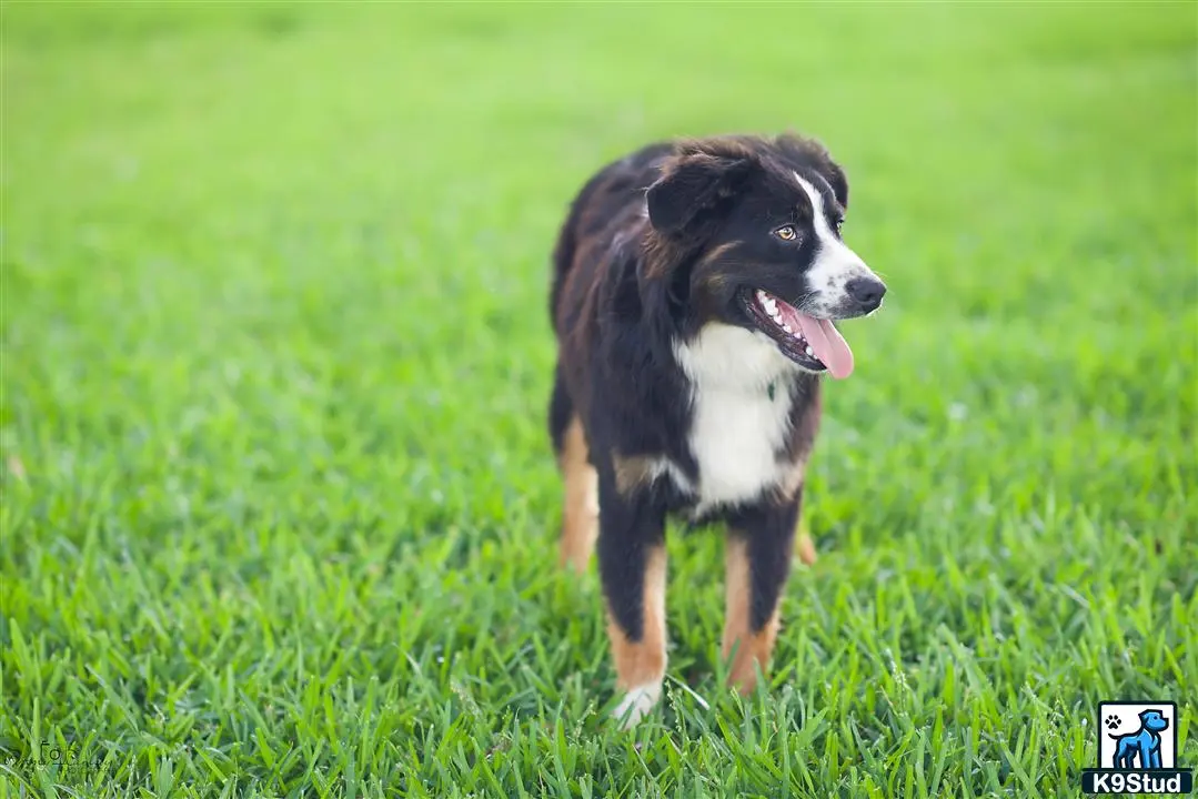 a miniature australian shepherd dog standing in a grassy area
