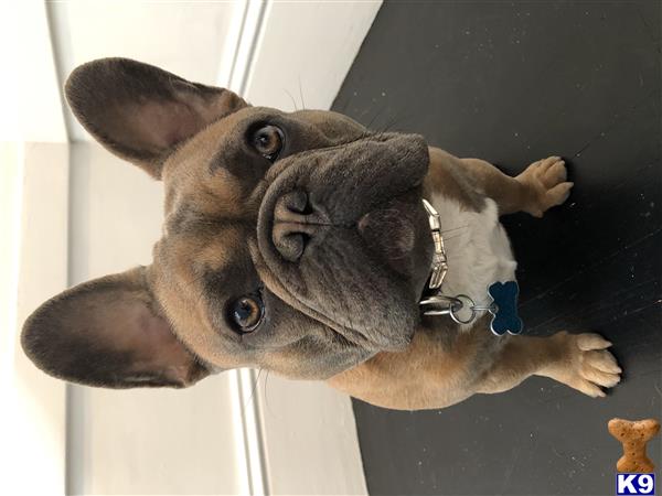 a french bulldog dog sitting on a chair