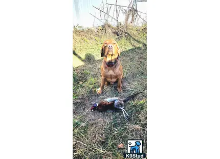 a labrador retriever dog sitting in grass with a bird in front of it