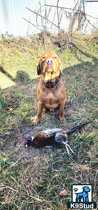 a labrador retriever dog sitting in grass with a bird in front of it