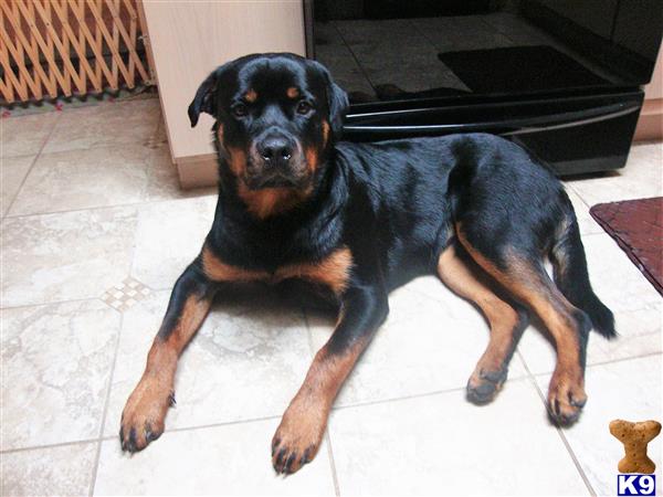 a rottweiler dog lying on the floor