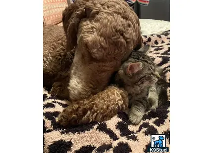 a poodle dog and cat lying on a rug